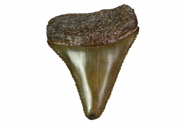Serrated, Fossil Great White Shark Tooth #158857
